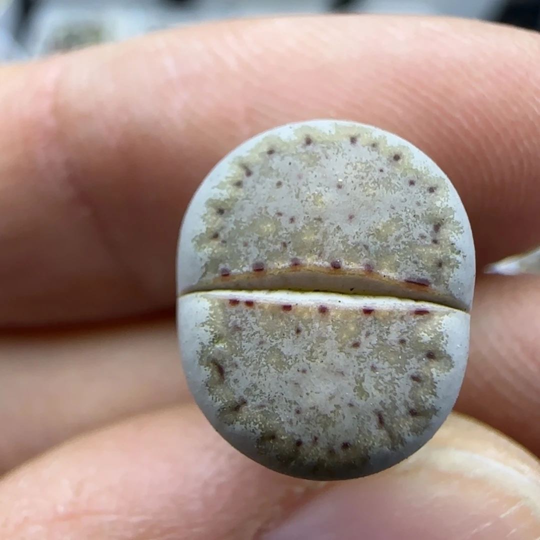 161饼干清框福利30包邮