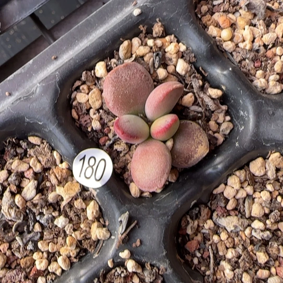 仙桃水泡多肉植物水泡180