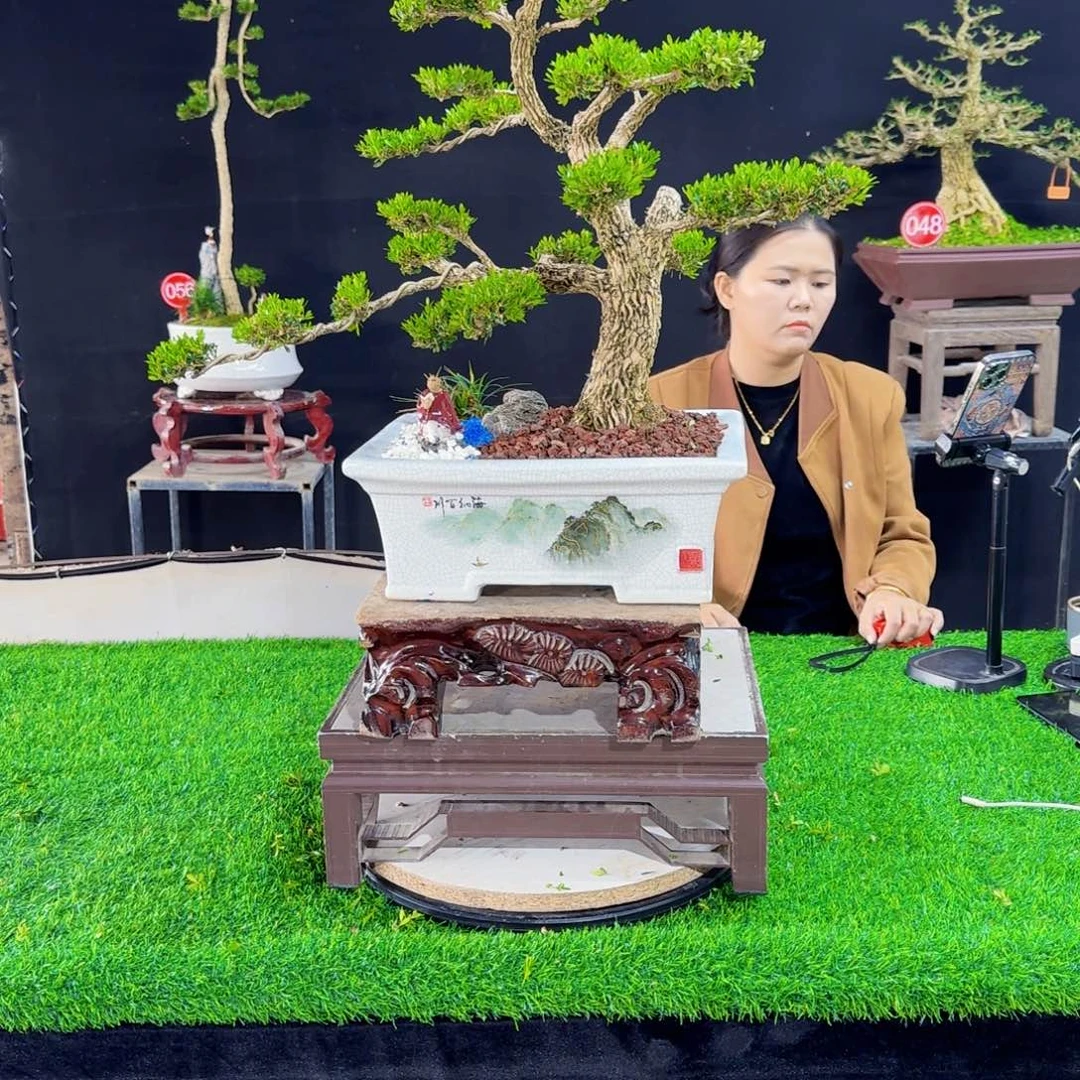 当前无花朵，栽培后可花朵