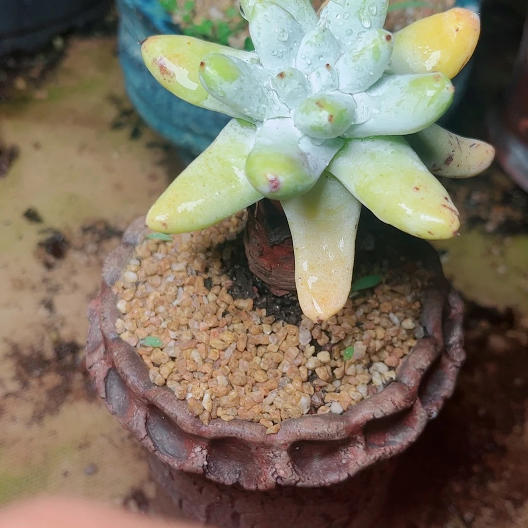 1220拇指仙女杯多肉