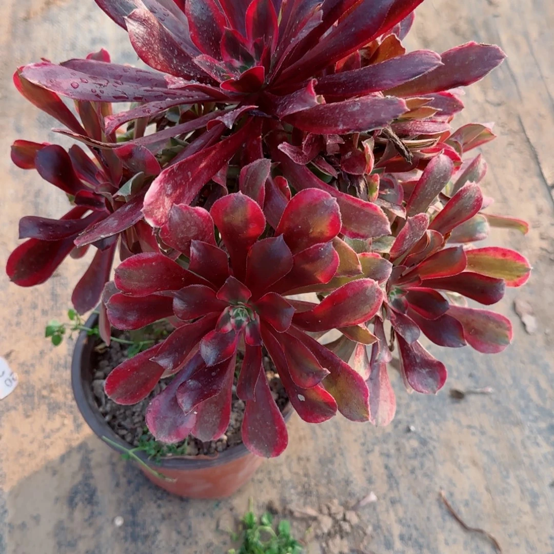 蒙娜丽莎604满20包邮断枝不包