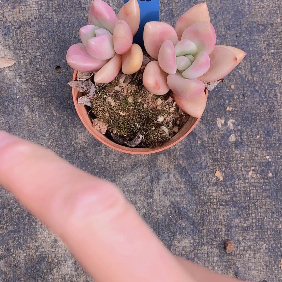飞*300多肉植物老桩
