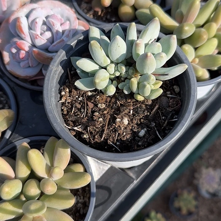 青蛙王子儿童牙膏111