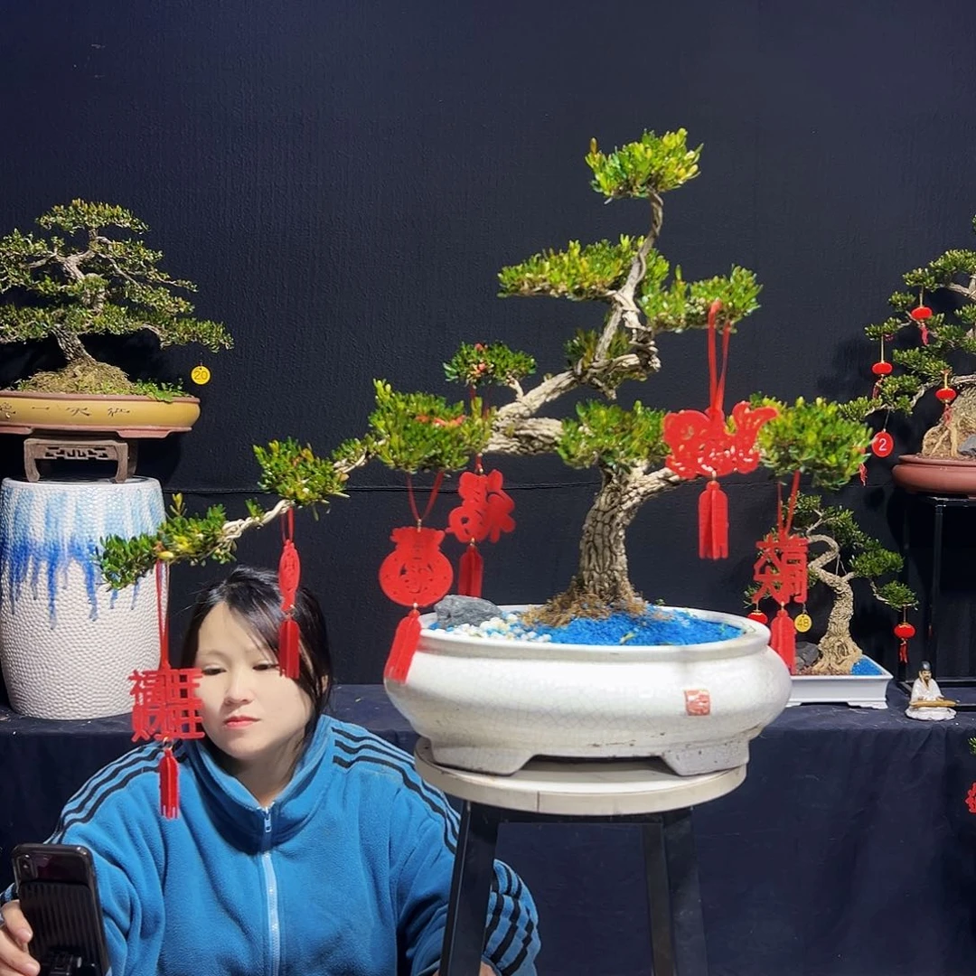 绿植广东皱皮黄杨木