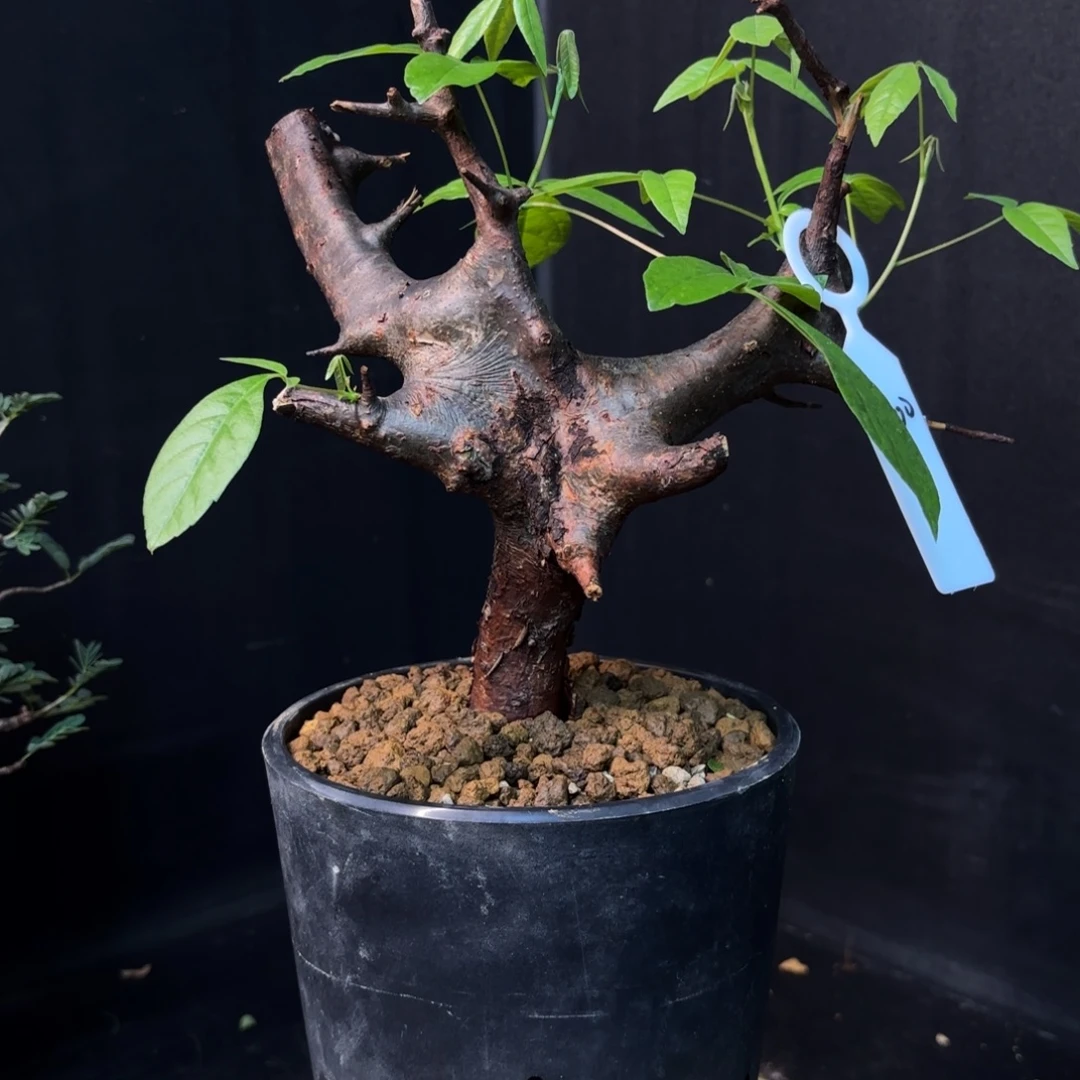 扭矩橄榄产地带盆