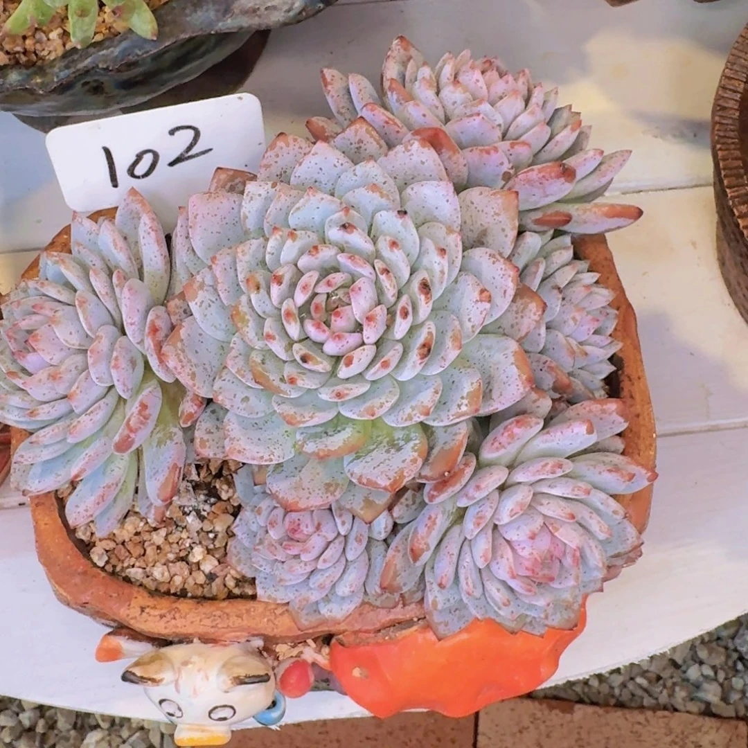 旭***旭多肉植物的生长发育和