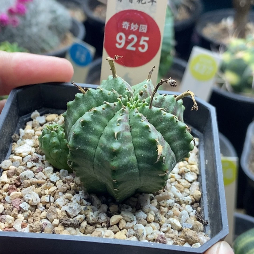 实生带崽法利达4cm