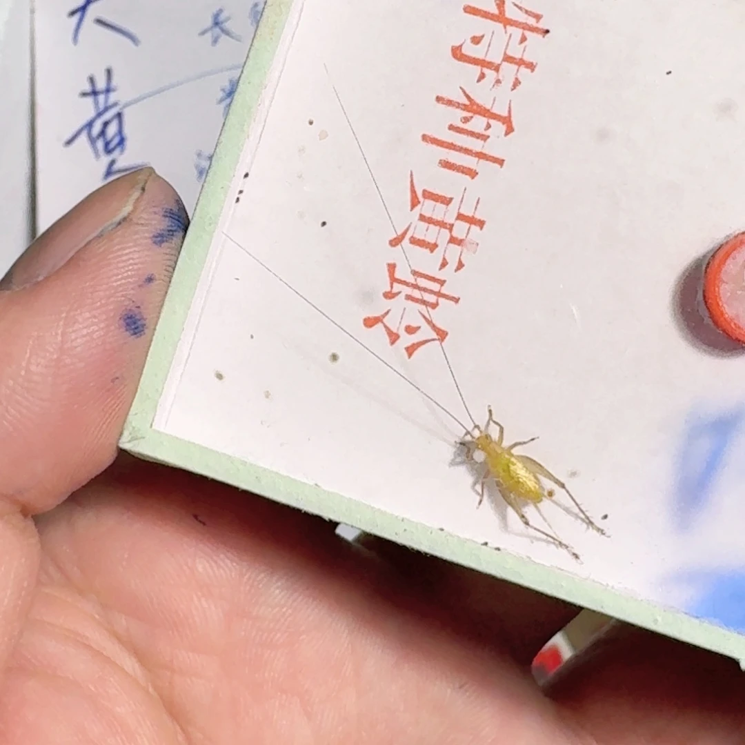 龍***哥蟋蟀蝈蝈你的电话怎么一直关机呢你不