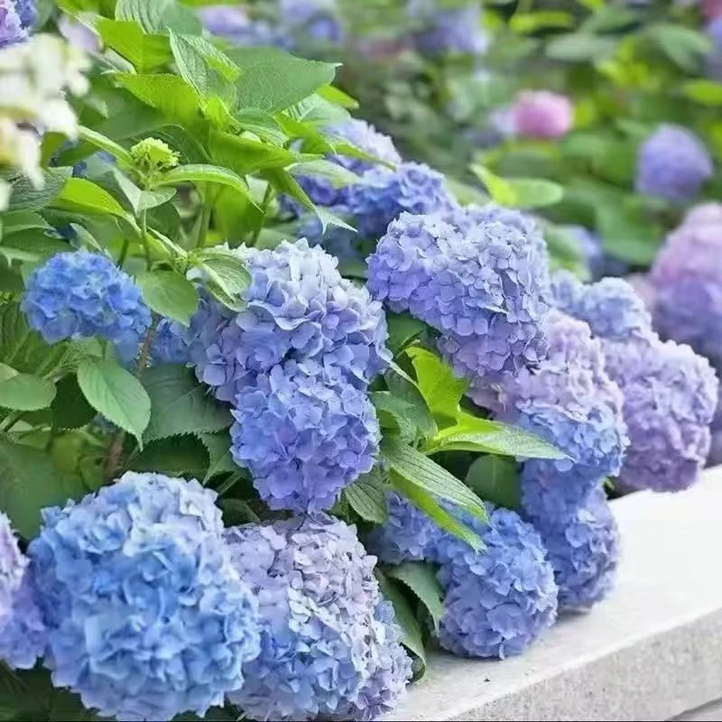 无尽夏绣球盆栽室外阳台庭院花卉植物好养活