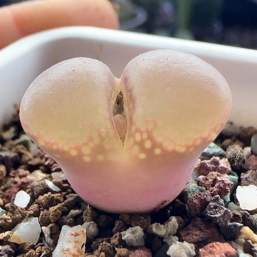 璇*28包邮脱土发货27117