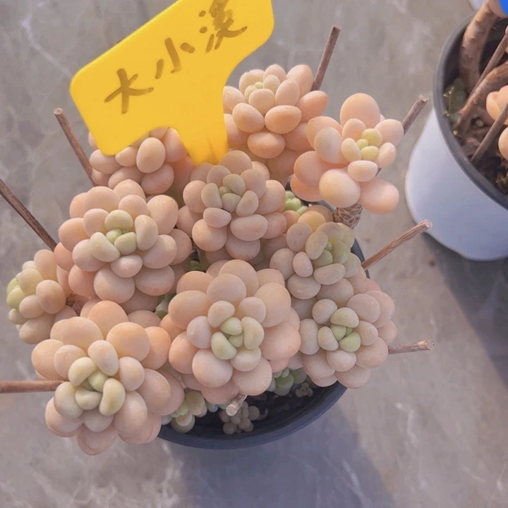 健健康康平平安安