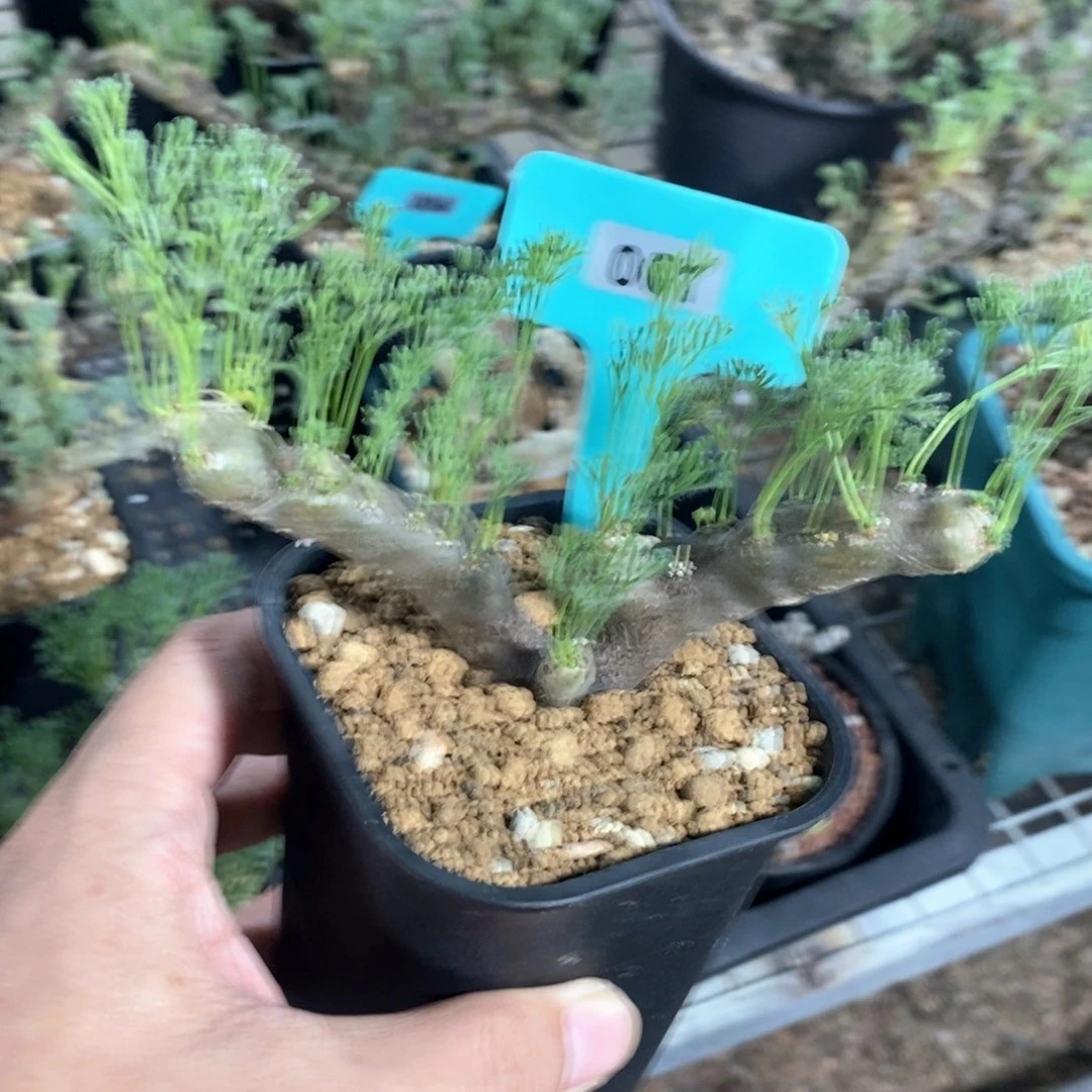 黑皮月界多肉植物