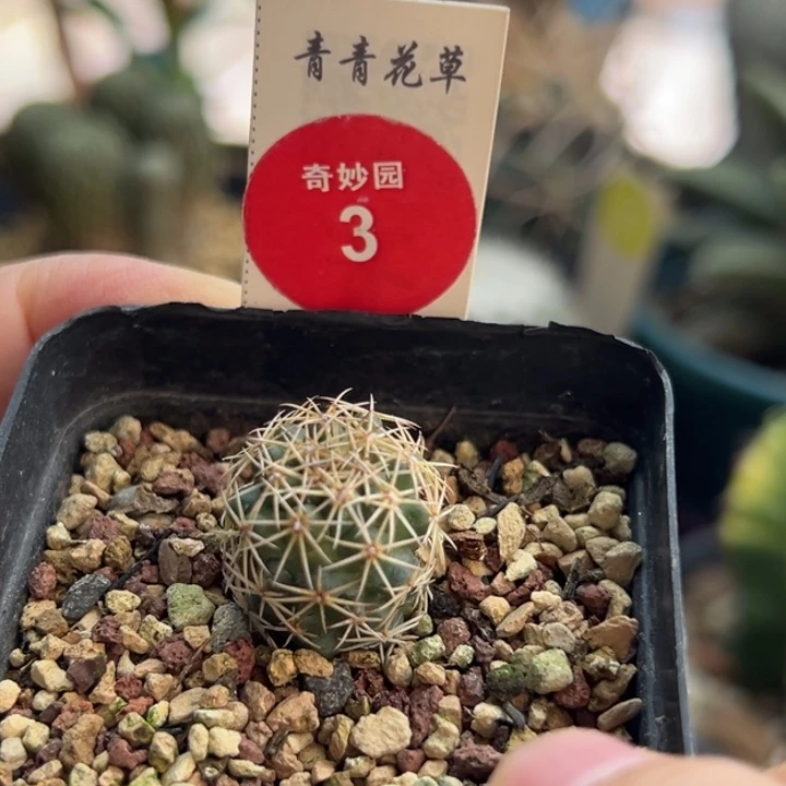 实生顶花凤舞1.7cm一棵仙人球