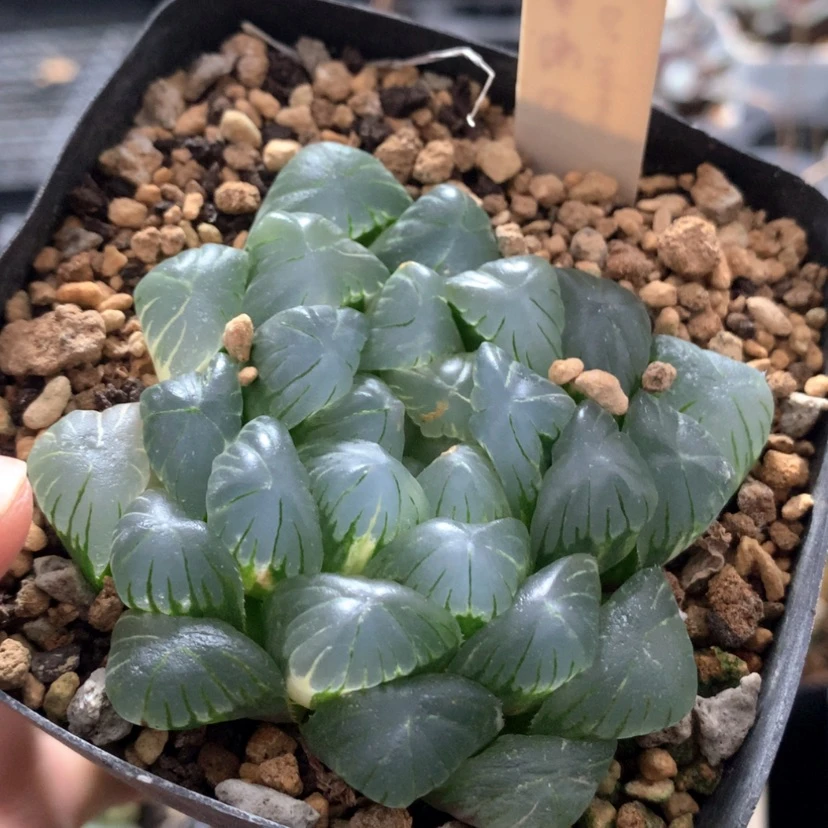 【闪购商品】429实生玉露