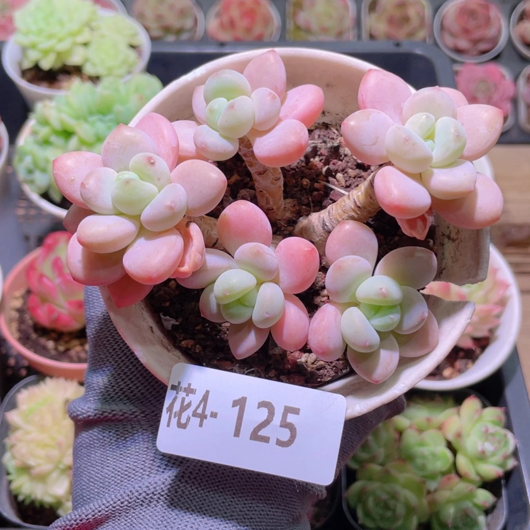 花利美 4-125洛神群