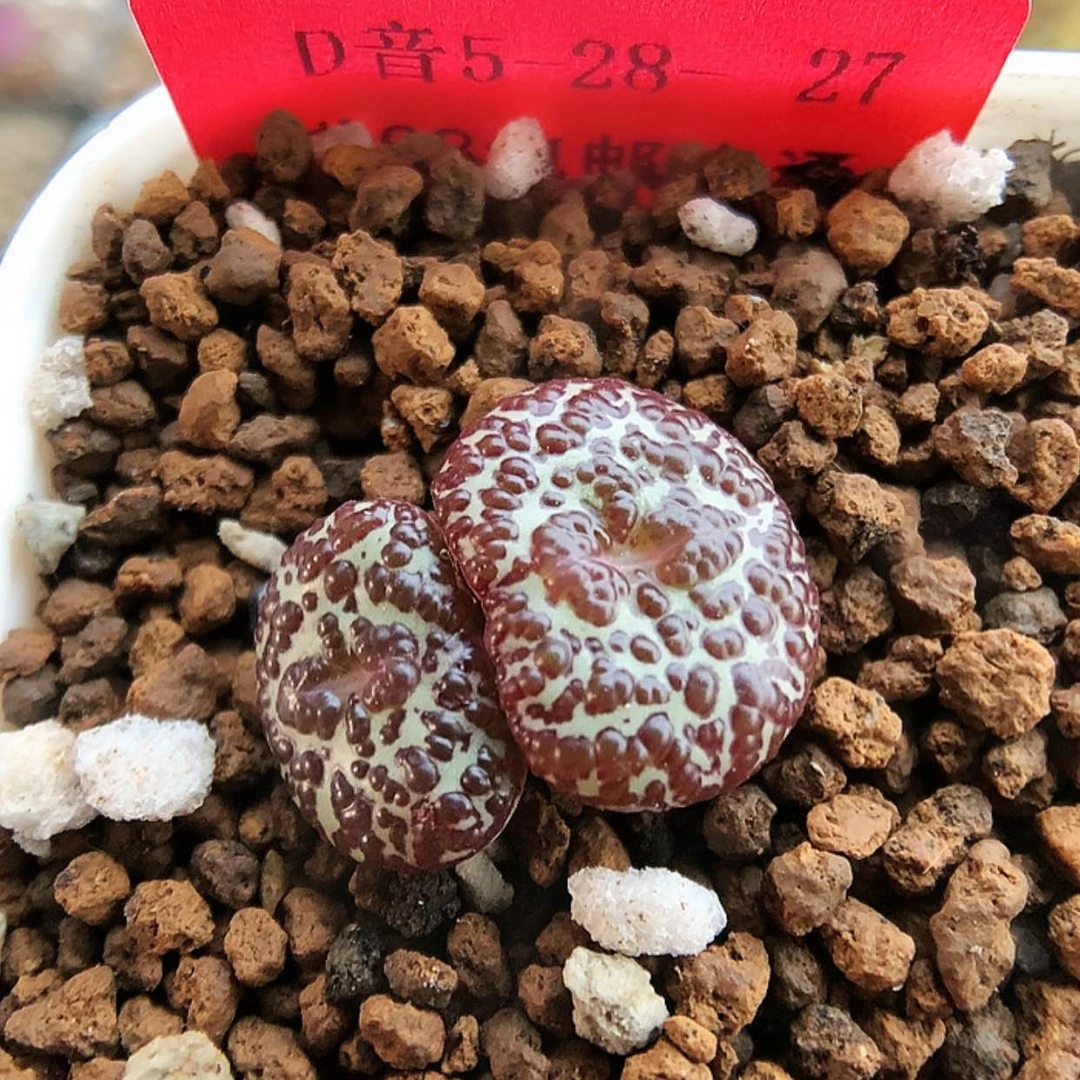 【闪购商品】5-28-27 泡泡安贞一颗