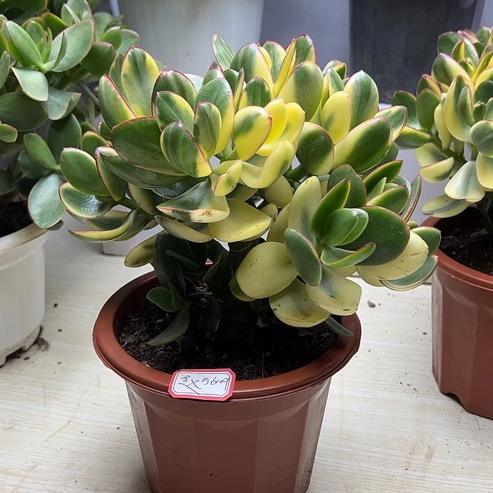 3年新花月锦带盆土发货