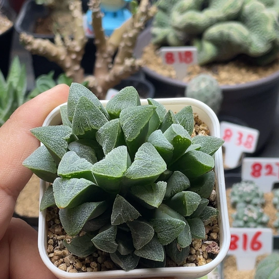 实生寿硬叶十二卷仙人球