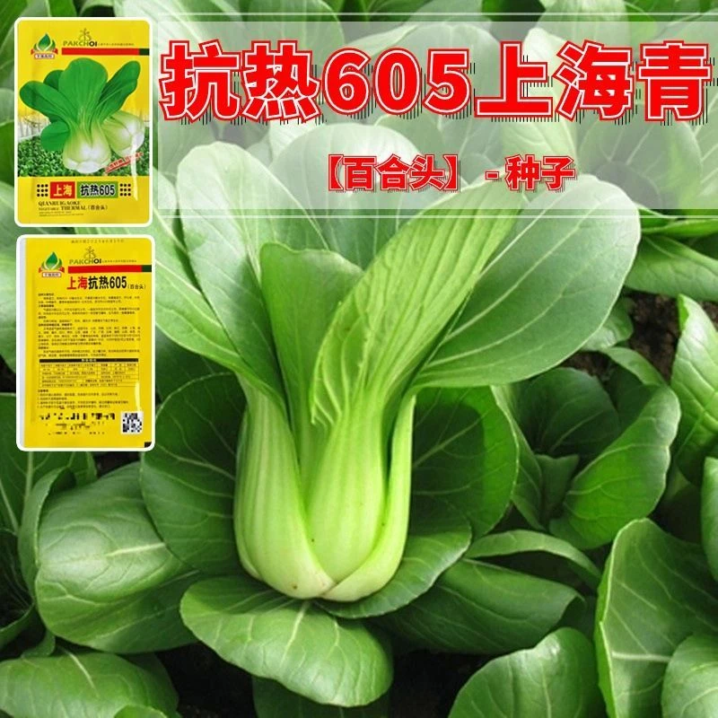 抗热605上海青种子上海青小油菜小青菜小白菜种子四季农家庭院用