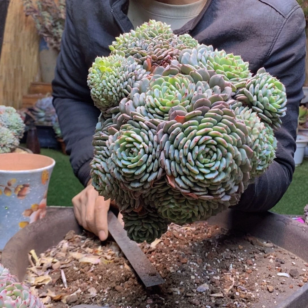 用****4C351白胖子多肉植物