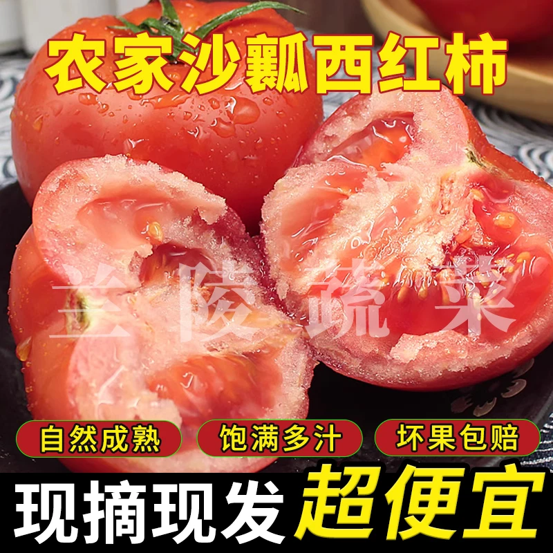 山东带籽起沙自然成熟西红柿番茄