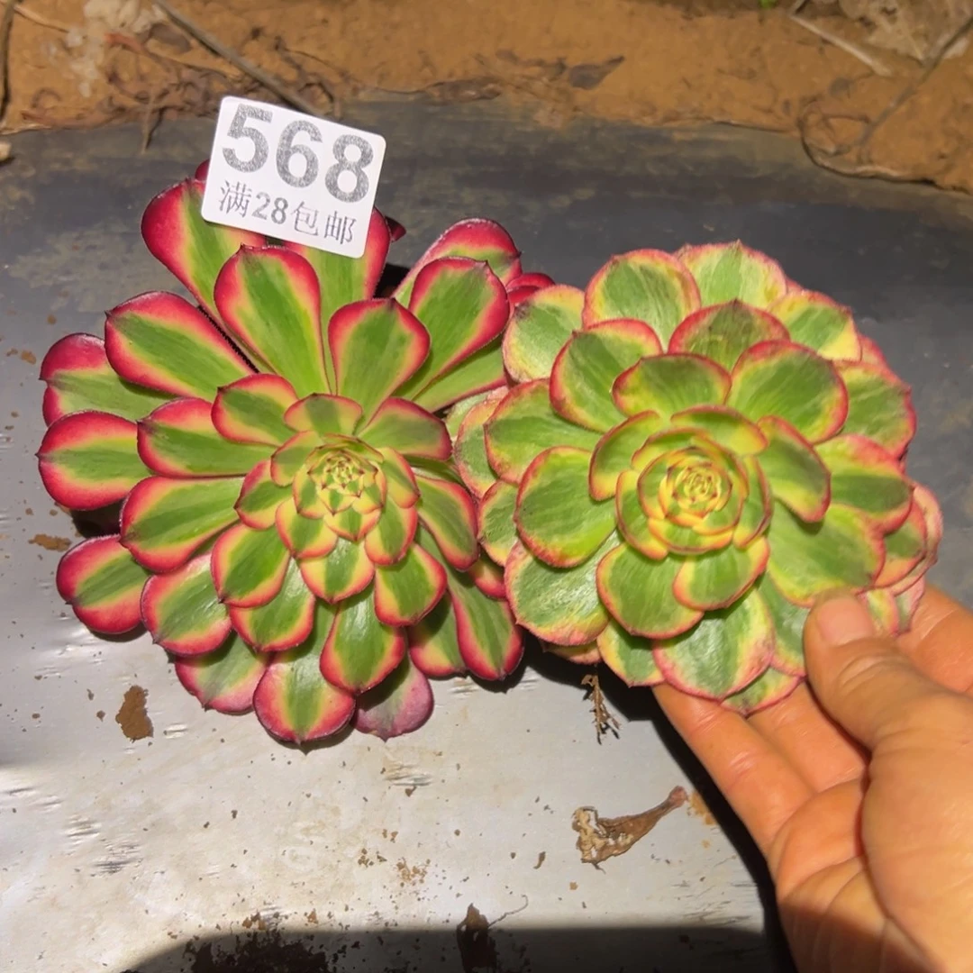 多肉植物568两颗无售后
