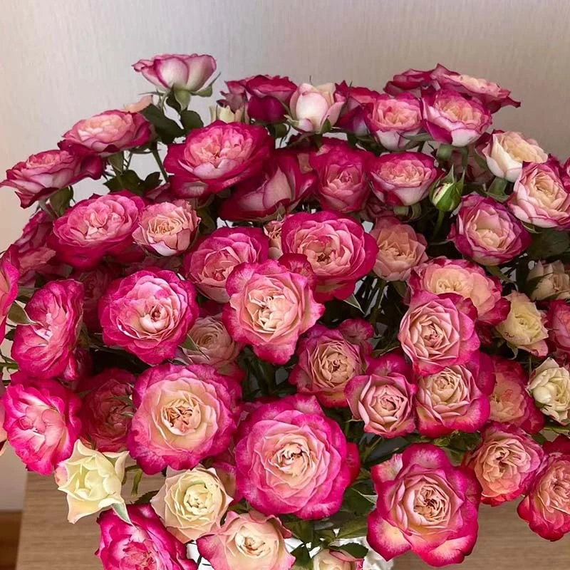 基地狮子座多头玫瑰花期更长1单顺丰包邮