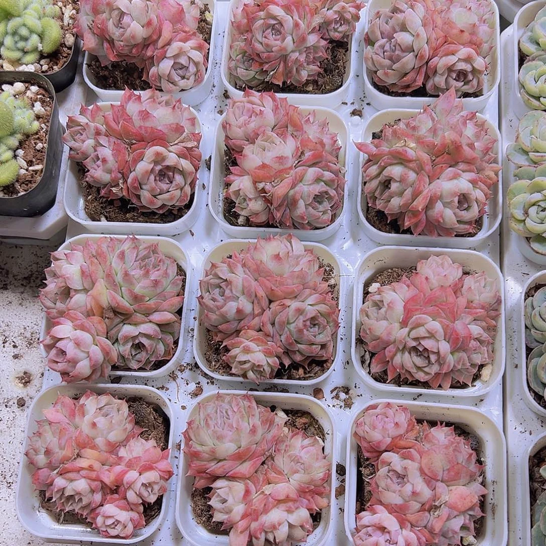 颜如玉群生19包邮多肉