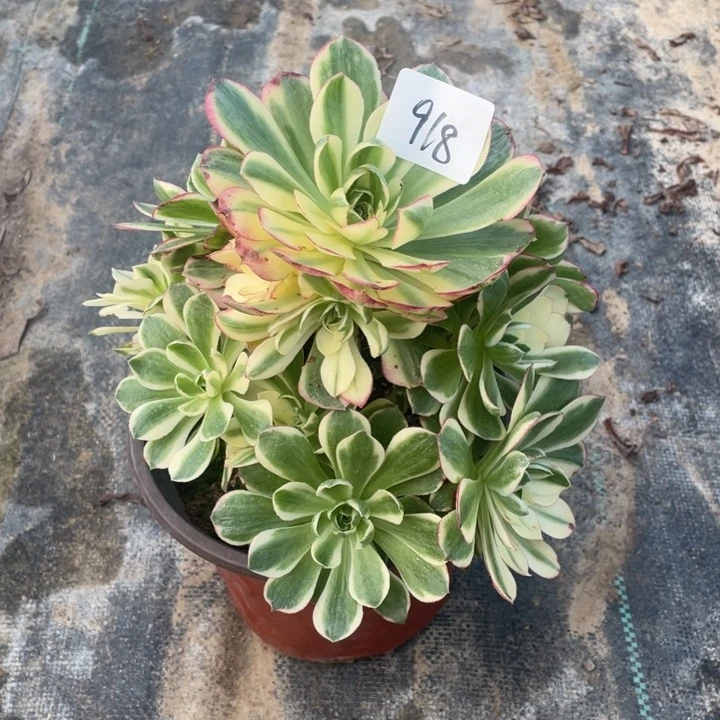 法师植物海仙法师918