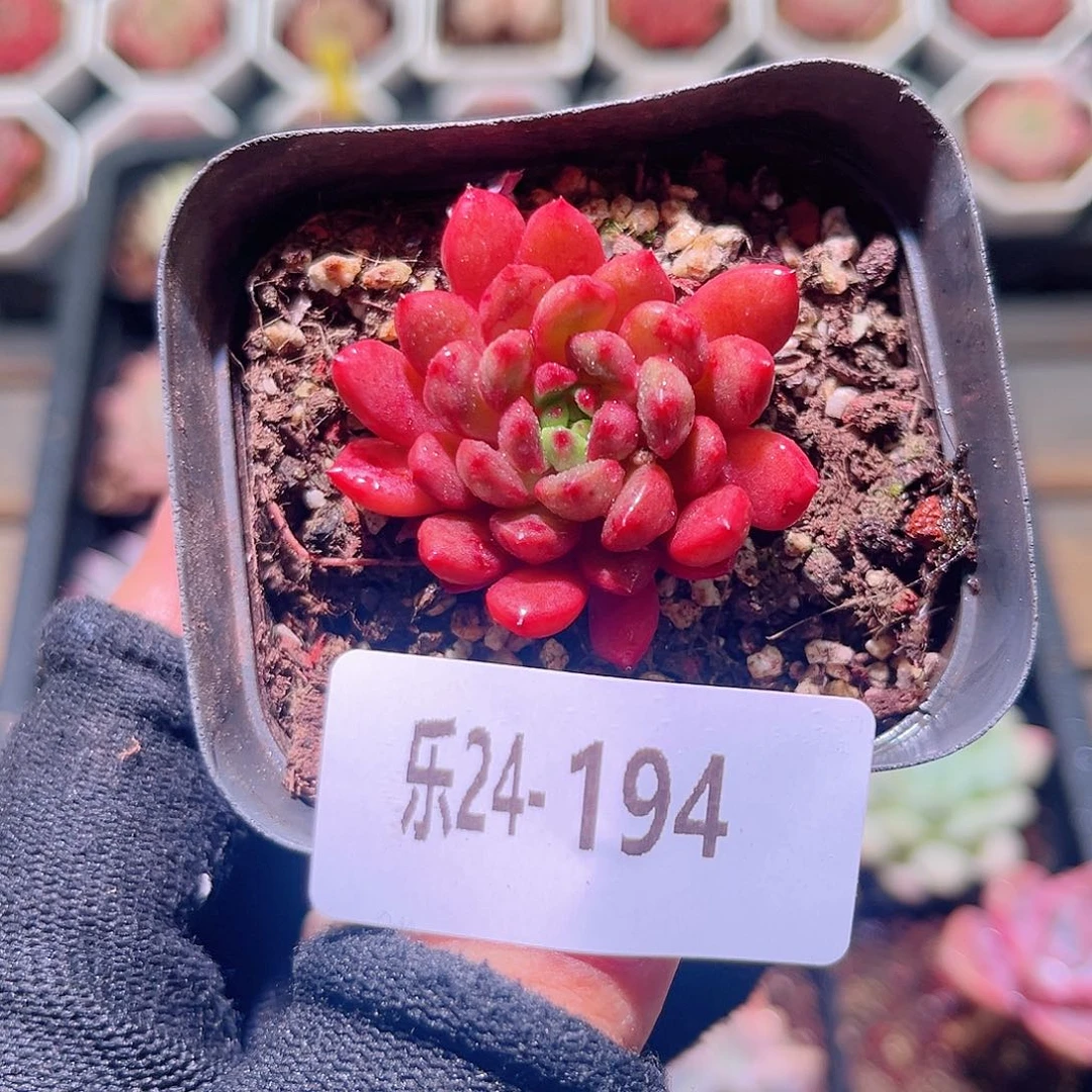 乐然24-194 红宝石
