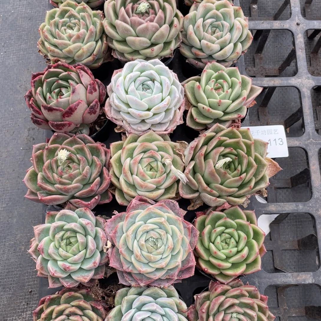 一物一拍18棵13-113