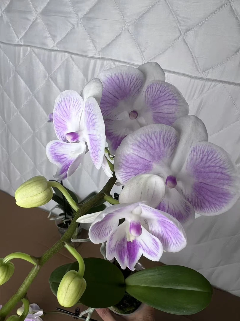 海强蝴蝶兰 鲜花《养乐多》带花带苞昆明源头基地直发