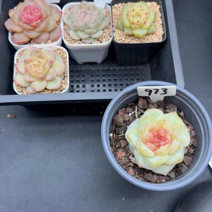 5颗脱土送盆晗雨多肉
