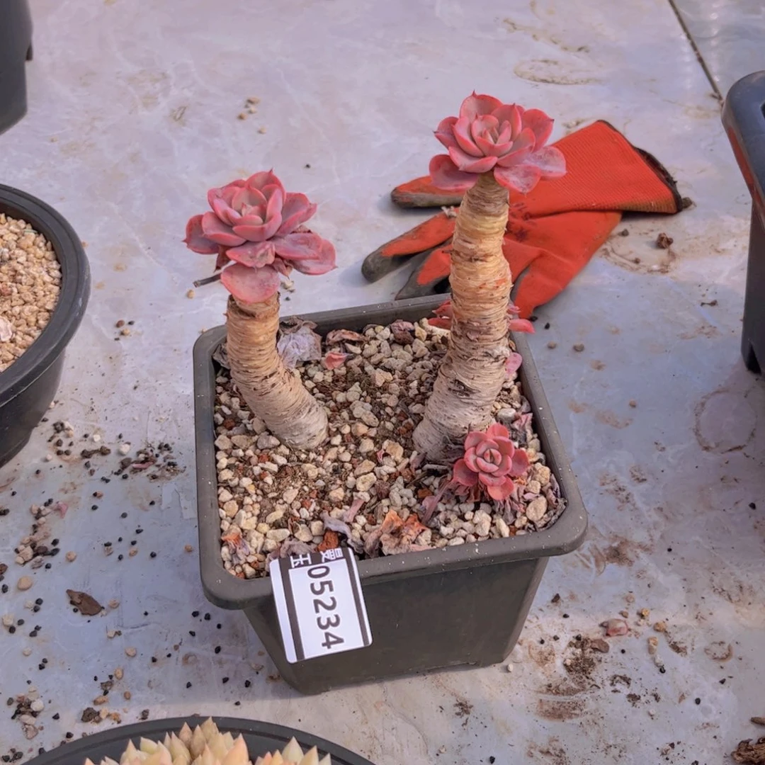 泪无痕多肉植物05234