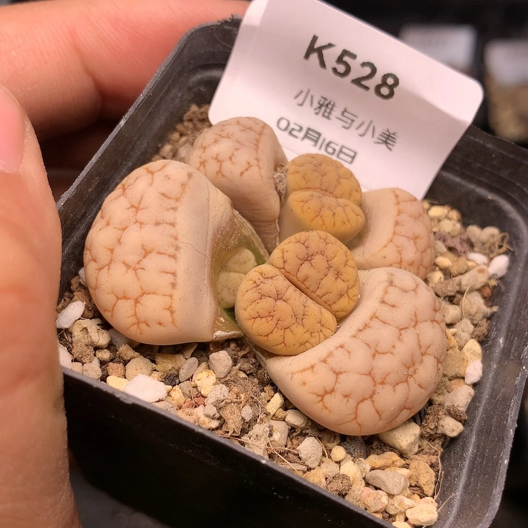 K528多肉植物保护