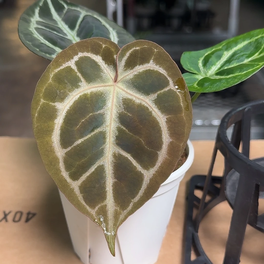 完全开放D02红水晶杂铜锣烧