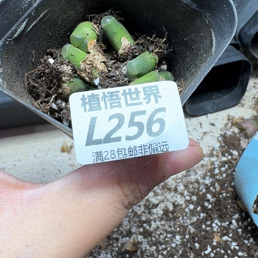 多肉植物的润泽的润泽