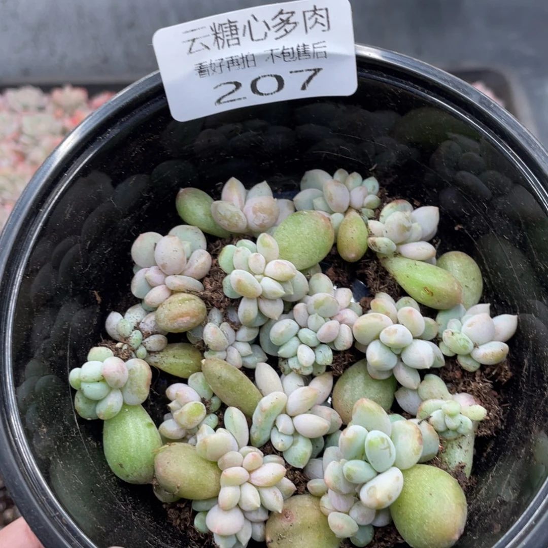 云糖心多肉植物207