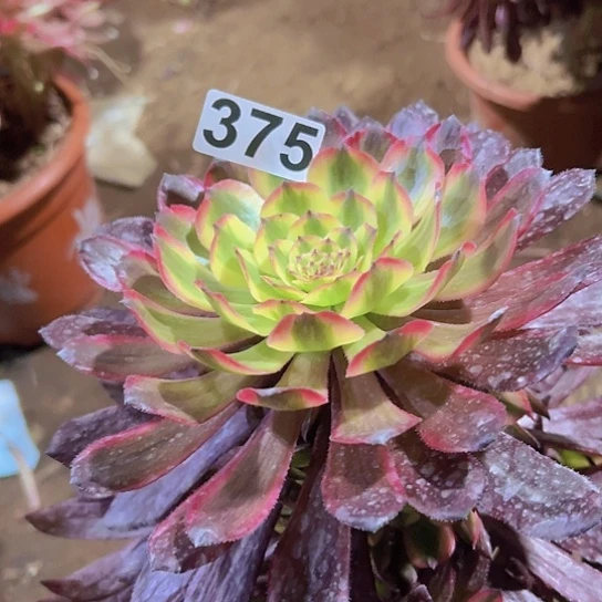 捡****瓜多肉植物一个