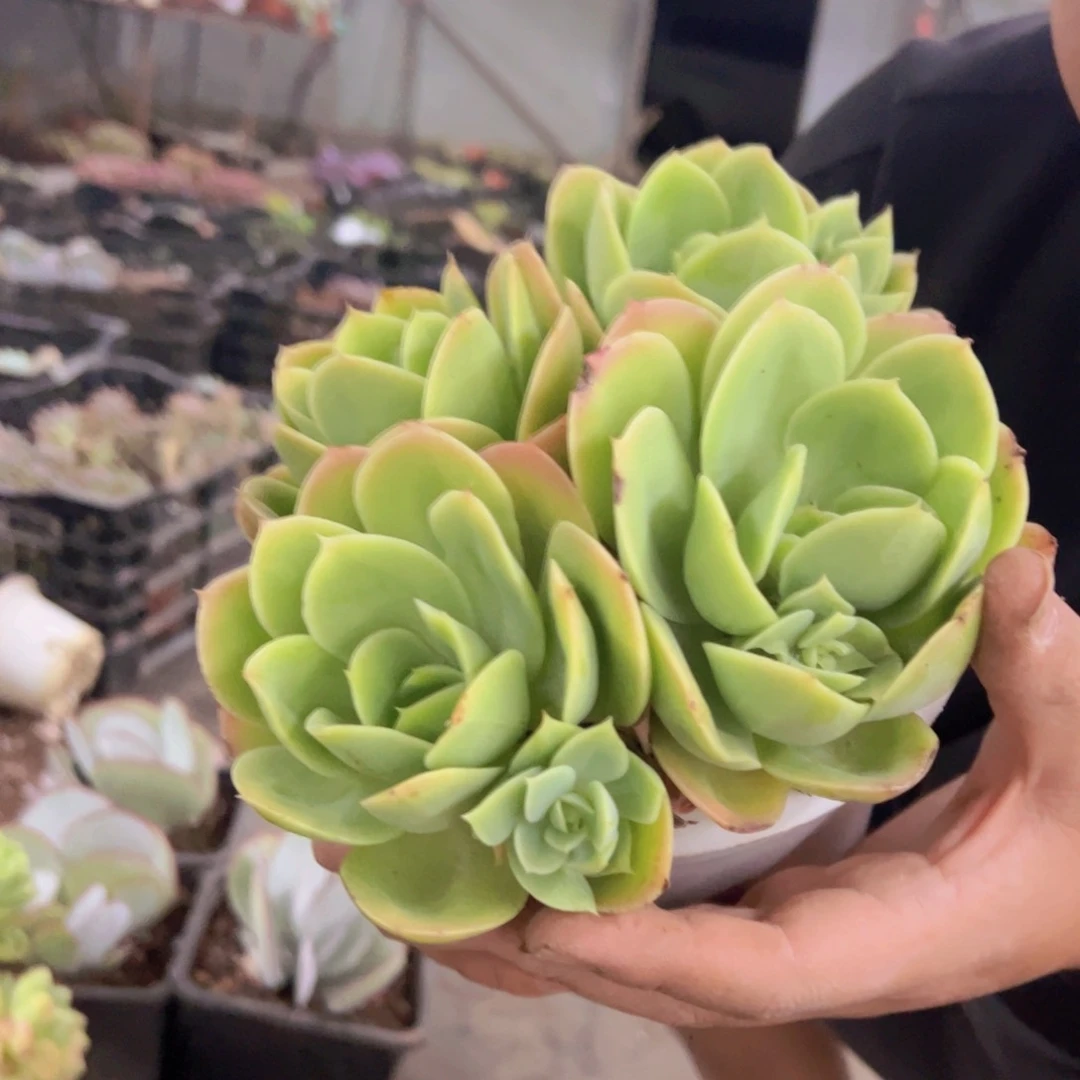 欣娜塔四头起发老桩