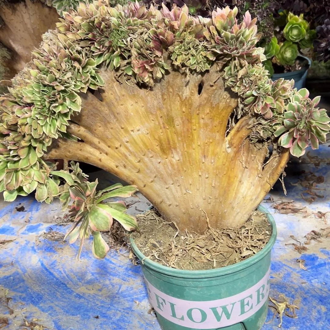 多肉167植物女神缀花