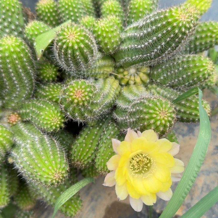 白檀仙人掌358白檀818