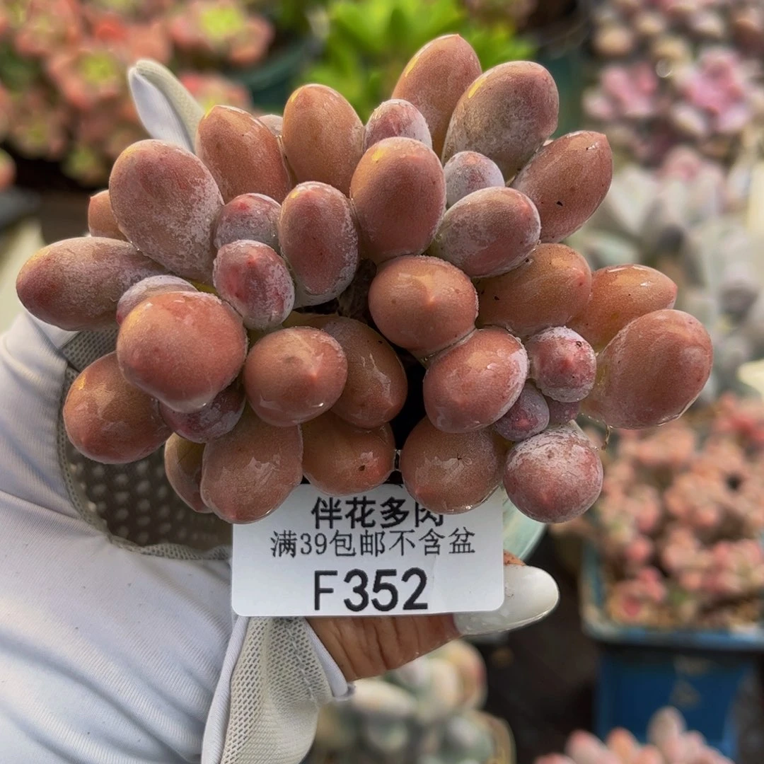 352-汤圆多肉7cm多肉