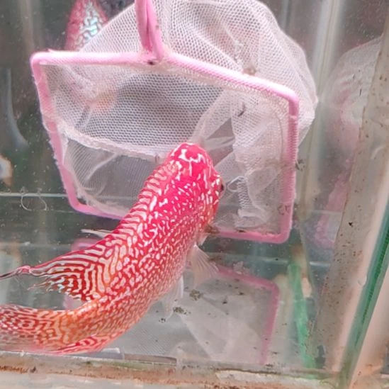 罗汉鱼22222222222222