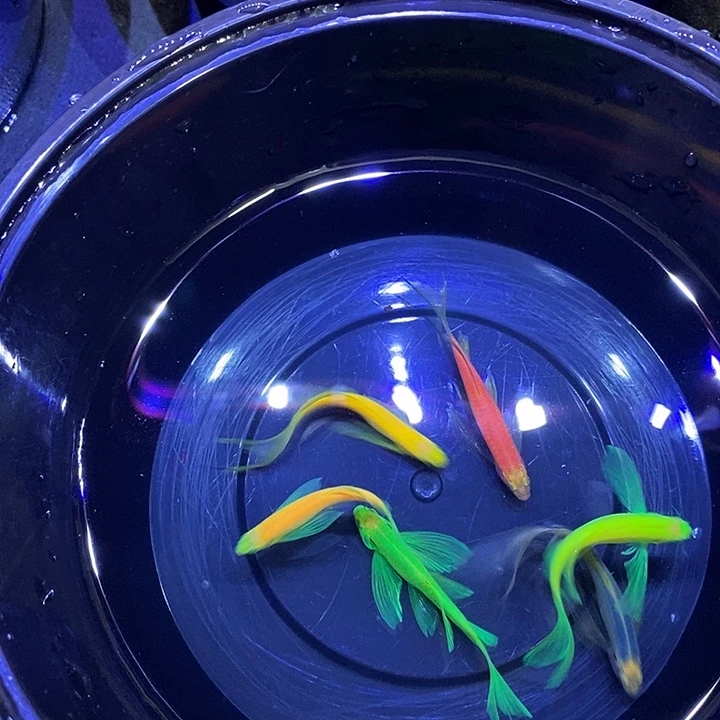 用***哥斑马鱼不退不换，、c