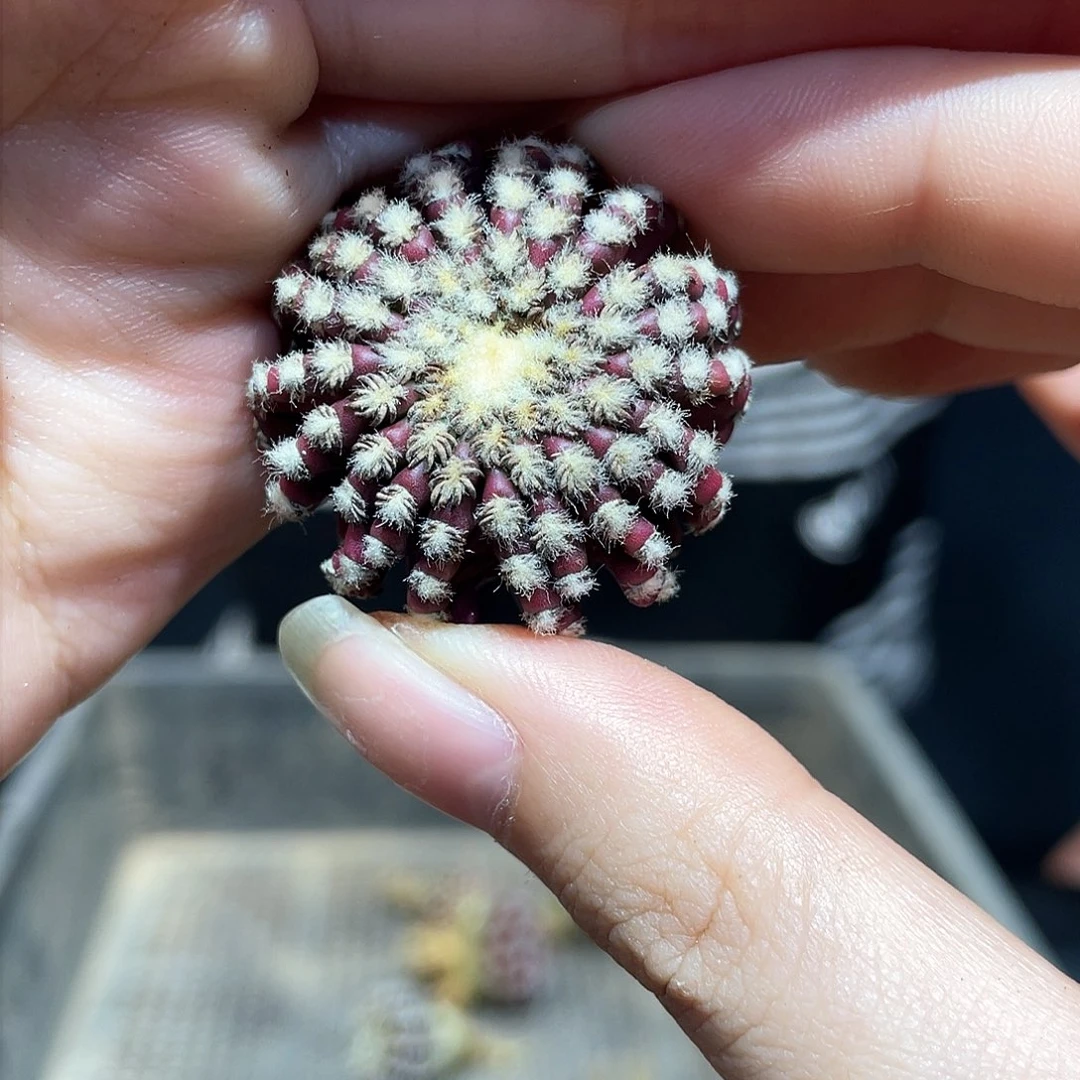 6号20棱实生猫爪奇特球