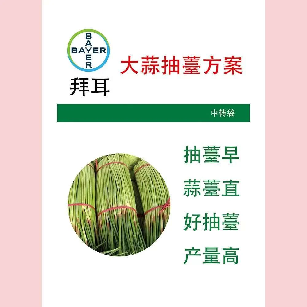 大蒜早抽苔方案，大蒜抽苔早、蒜苔长、好抽苔、产量高