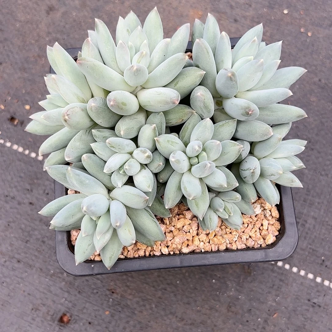 【闪购商品】美人杂交