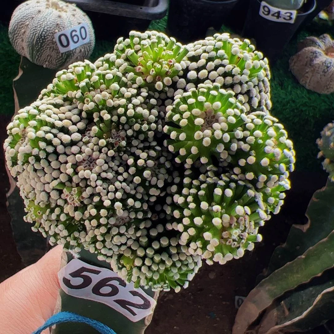 无花朵松针牡丹562