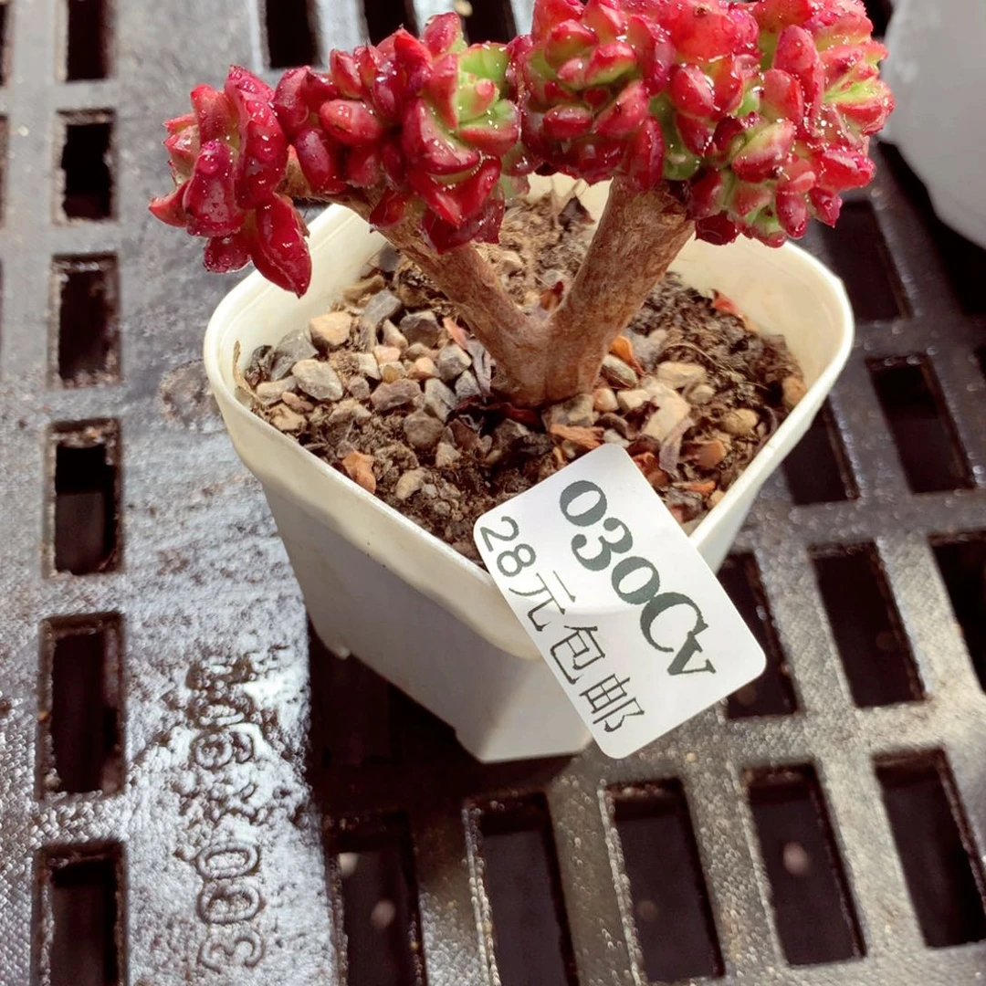 5厘米盆精控多肉030